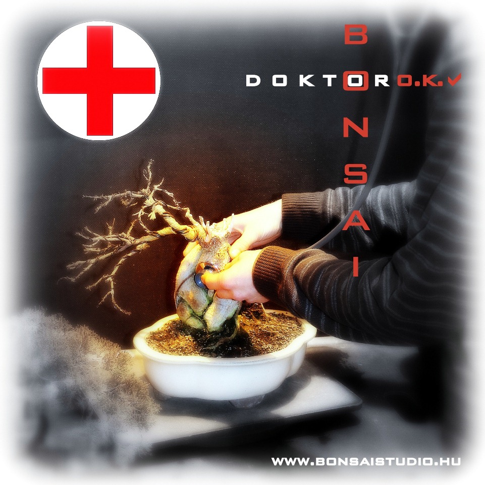 bonsai doktor gy&oacute;gyitja a bonsai f&aacute;t a marczika bonsai studi&oacute;ban &eacute;rden